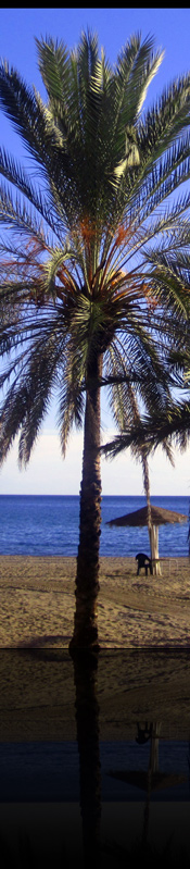 Palm tree